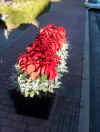 red_flowers.jpg (28679 bytes)
